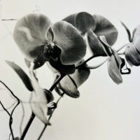 Annabelle-Collette_Orchid-Study-I