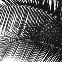 Bove_Katie_Palms