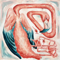 Flamingo-and-Brine-Shrimp