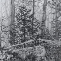 Jennifer-Brou_Trees-20