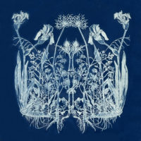 allen_may_roots_mirrored_12-x121
